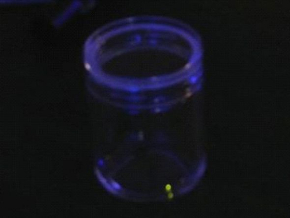 すみだ水族館ほたるの夜