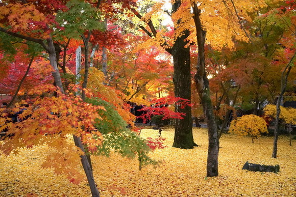 トリップアドバイザー