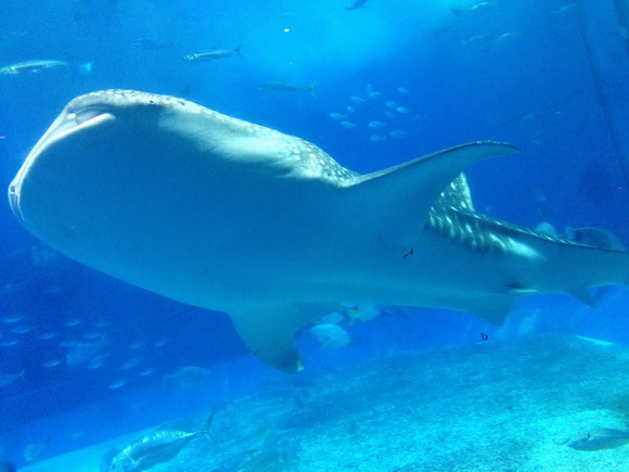 トリップアドバイザー