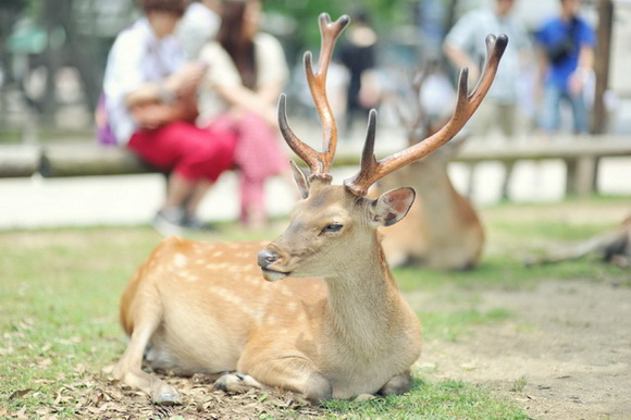 トリップアドバイザー