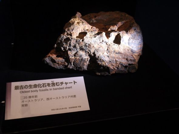 実物の化石、国立科学博物館で日本初展示 「ピカイア