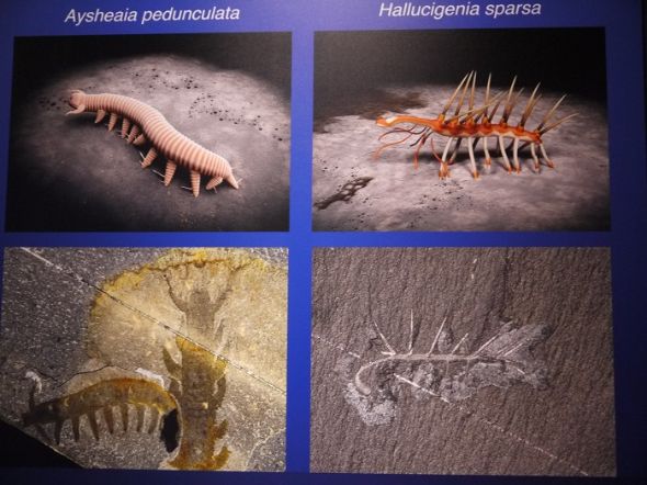 実物の化石、国立科学博物館で日本初展示 「ピカイア