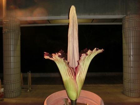 ショクダイオオコンニャク