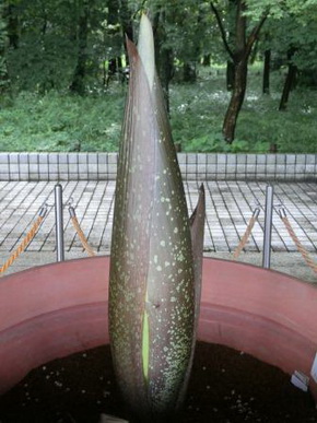 ショクダイオオコンニャク