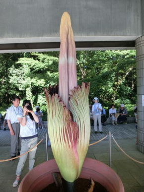 ショクダイオオコンニャク