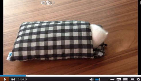 ハムスター動画