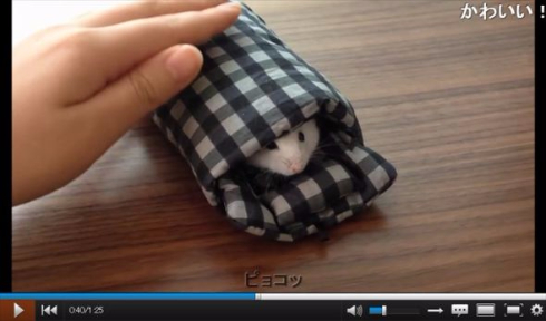ハムスター動画