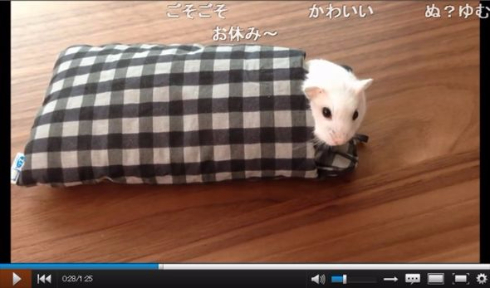 ハムスター動画