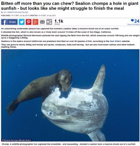 アシカとマンボウ