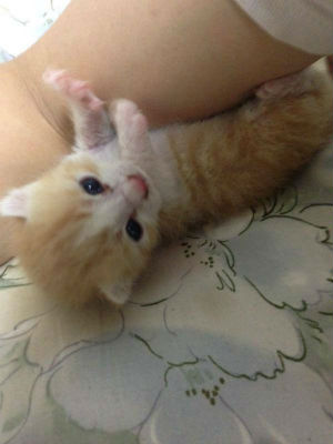 猫