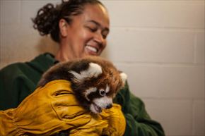 レッサーパンダ