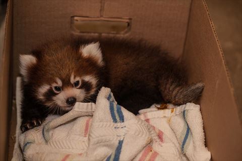 レッサーパンダ