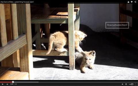 子猫