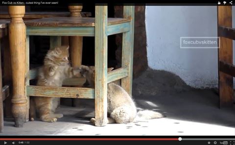 子猫
