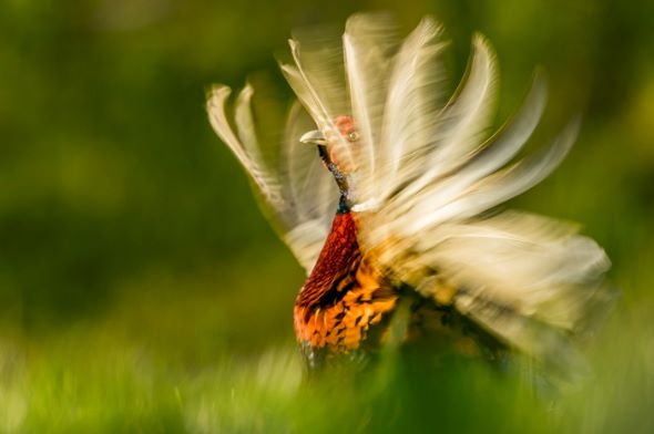 野生生物写真アワード