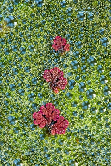 野生生物写真アワード