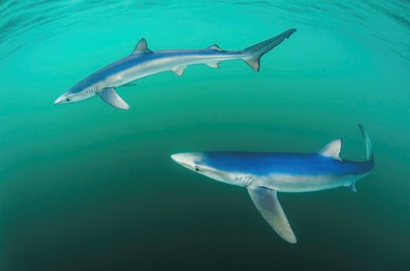 野生生物写真アワード
