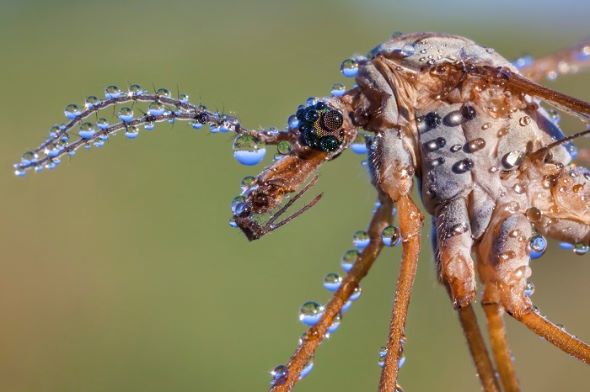 野生生物写真アワード