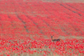 野生生物写真アワード