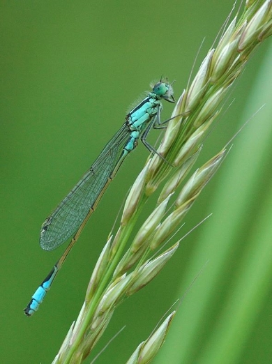 野生生物写真アワード