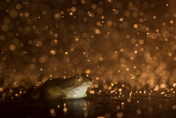 野生生物写真アワード