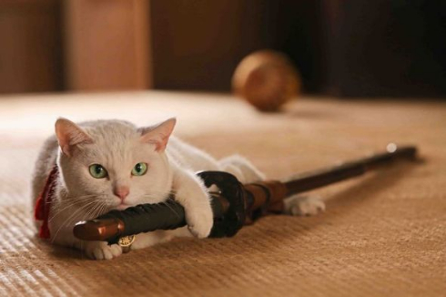 ねこ