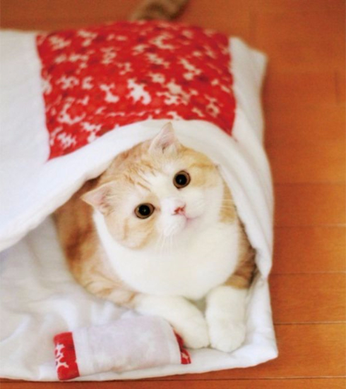 猫のお布団