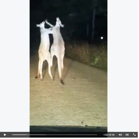 カンガルー