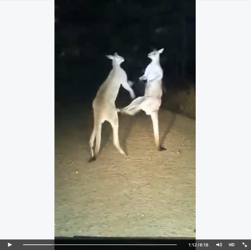 カンガルー