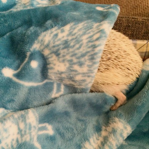 ブランケットのイラストと同化したハリネズミ