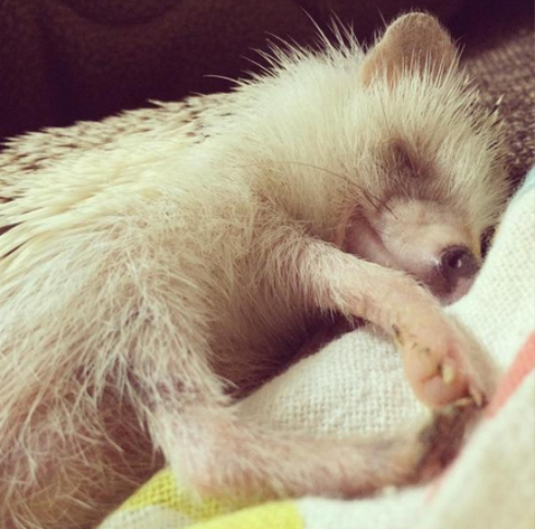 ぐっすり眠るハリネズミ