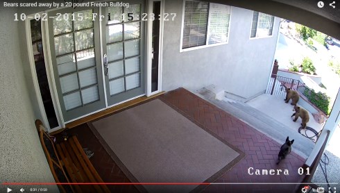 フレンチブルドッグ