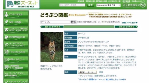 サーバル