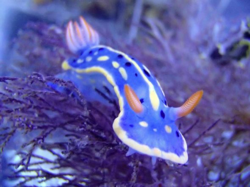ウミウシ