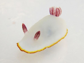 ウミウシ