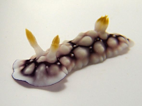 ウミウシ