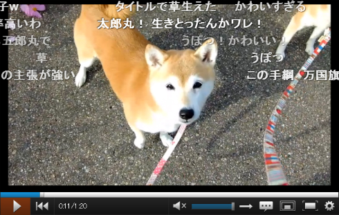 かわいさでは太郎丸といい勝負