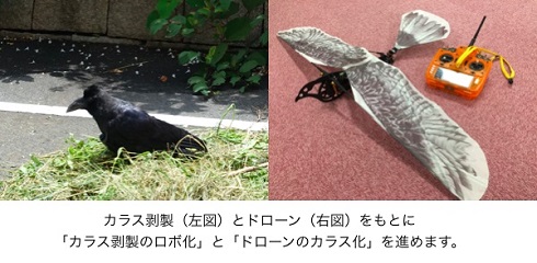 ドローンカラス