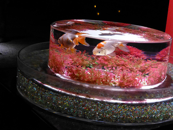 金魚づくしだ！