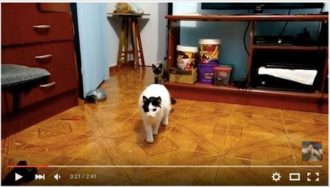 猫