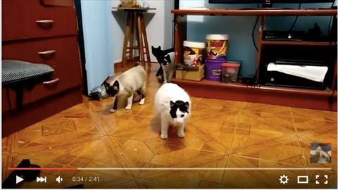 猫