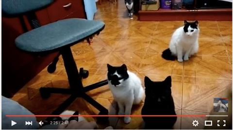 猫