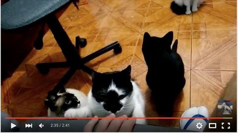 猫
