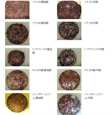 昆虫発酵調味料