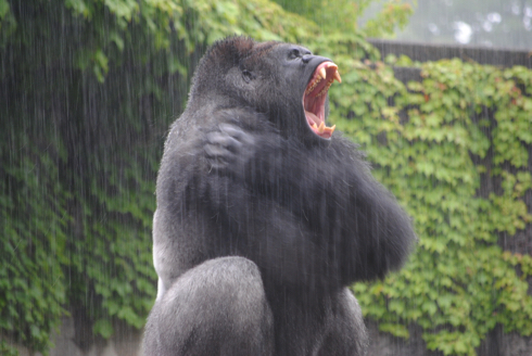 シャバーニくん