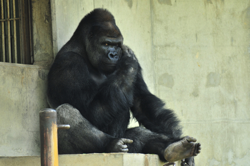 シャバーニくん