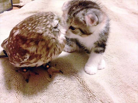 フクロウと子猫