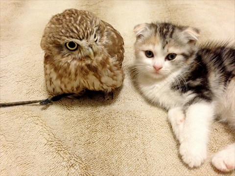フクロウと子猫