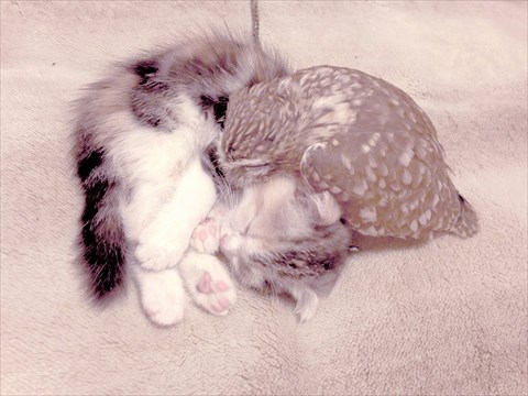 フクロウと子猫