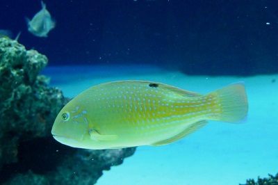 今月のいきもの